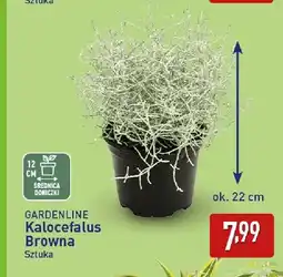 ALDI Kalocefalus Browna Gardenline oferta