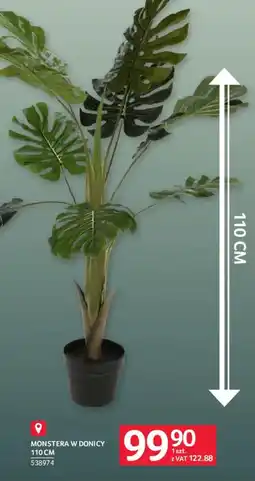 Selgros Monstera w donicy oferta