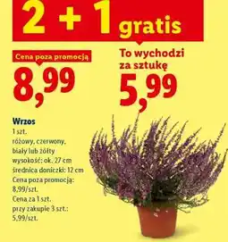 Lidl Wrzos oferta