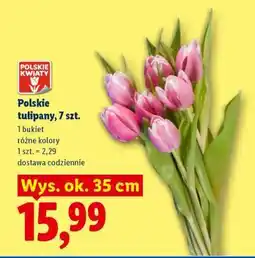 Lidl Polskie tulipany, 7 szt oferta