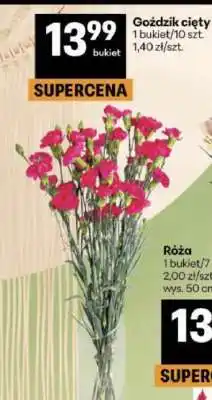 Delikatesy Centrum Goździk cięty oferta