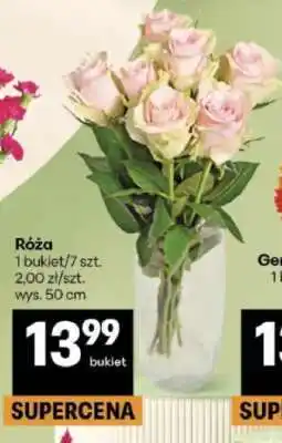 Delikatesy Centrum Róża oferta