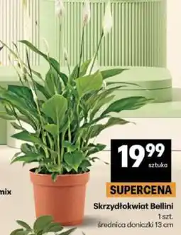 Delikatesy Centrum Skrzydłokwiat Bellini oferta