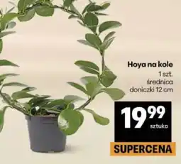 Delikatesy Centrum Hoya na kole oferta