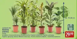 ALDI GARDENLINE Roślina zielona oferta