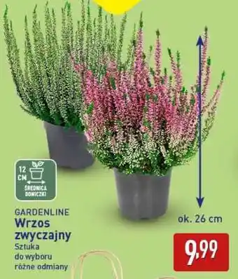 ALDI GARDENLINE Wrzos zwyczajny oferta