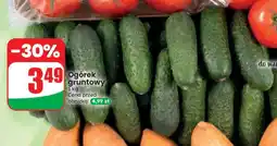 Dino Ogórek gruntowy oferta