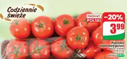 Dino Pomidor malinowy polski oferta