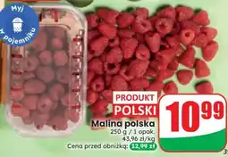 Dino Malina polska oferta