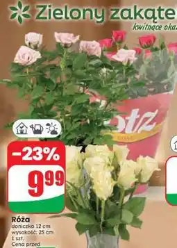 Dino Róża oferta