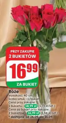 Dino Róże oferta