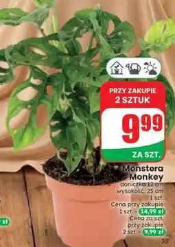 Dino Monstera Monkey oferta