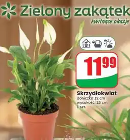 Dino Skrzydłokwiat oferta