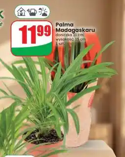 Dino Palma Madagaskaru oferta