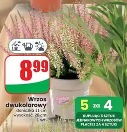 Dino Wrzos dwukolorowy oferta