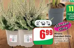Dino Wrzos Garden Girls oferta