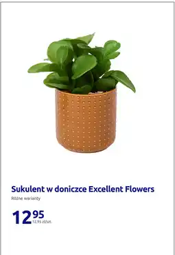 Action Sukulent w doniczce Excellent Flowers oferta