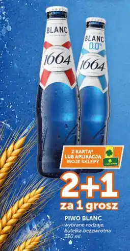 Groszek Piwo Blanc oferta