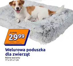 Action Welurowa poduszka dla zwierząt 77x57x7 cm oferta