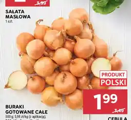 Stokrotka Cebula oferta