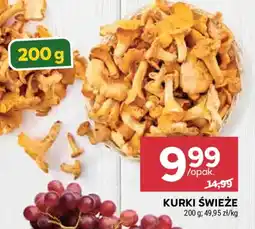 Stokrotka Kurki Świeże oferta