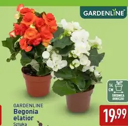 ALDI GARDENLINE Begonia elatior oferta