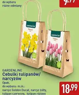ALDI GARDENLINE Cebulki tulipanów/narcyzów oferta
