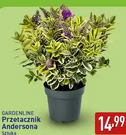 ALDI GARDENLINE Przetacznik Andersona oferta
