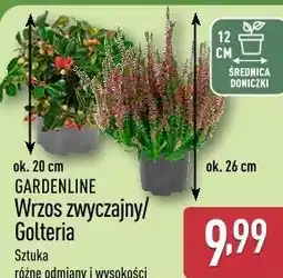ALDI Gardenline Wrzos zwyczajny/Golteria oferta