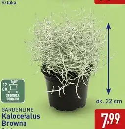 ALDI GARDENLINE Kalocefalus Browna oferta