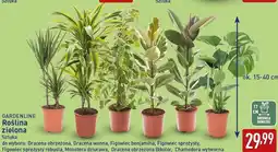 ALDI GARDENLINE Roślina zielona oferta
