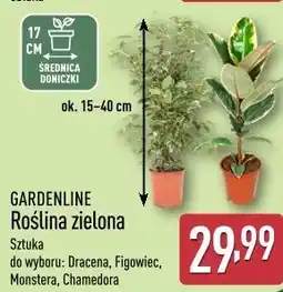 ALDI Gardenline Roślina zielona oferta