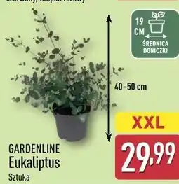 ALDI Gardenline Eukaliptus oferta