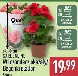 ALDI Gardenline Wilczomlecz okazały/Begonia elatior oferta