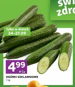 Stokrotka Ogórki szklarniowe oferta