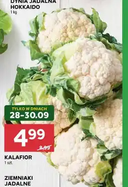 Stokrotka Kalafior oferta