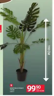 Selgros Monstera w donicy 110 cm oferta