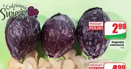 Dino Kapusta czerwona Polski oferta