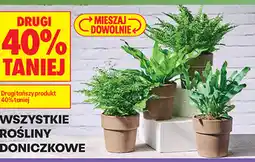Biedronka Wszystkie rośliny doniczkowe oferta