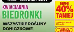 Biedronka Wszystkie rośliny doniczkowe oferta