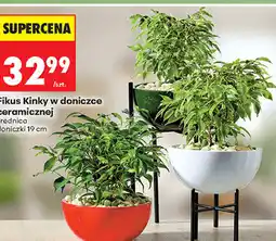 Biedronka Fikus Kinky w doniczce ceramicznej oferta