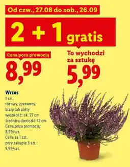 Lidl Wrzos różowy oferta
