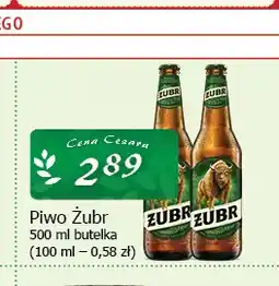 Cezar Delikatesy Piwo Żubr oferta