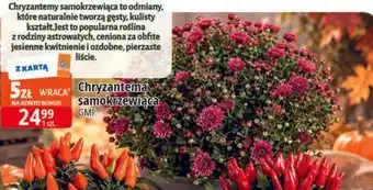 Chryzantema samokrzewiąca GMF