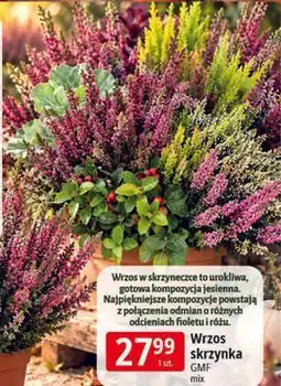 E.Leclerc Wrzos skrzynka GMF oferta