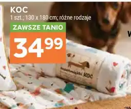 Stokrotka Market Koc oferta