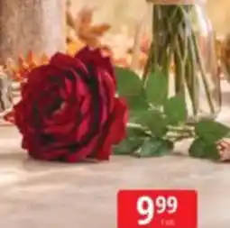 E.Leclerc Róża pojedyncza oferta