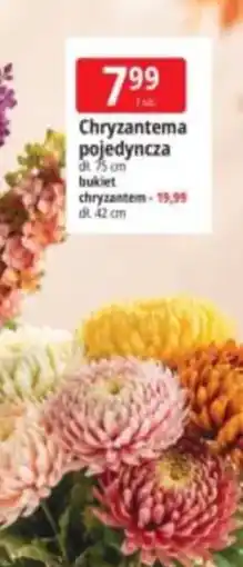 E.Leclerc Chryzantema pojedyncza oferta