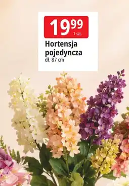 E.Leclerc Hortensja pojedyncza oferta