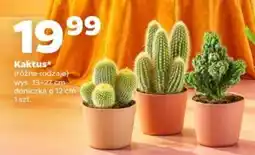 Netto Kaktus* oferta